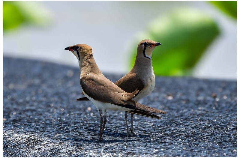PHOTO BY  | NIKON D500  | 2024:06:13 12:35:33  | ISO-360 | 1/1600 sec | f 5.6 | 500 mm | EV=0 | ● WIDTH:  HEIGHT: