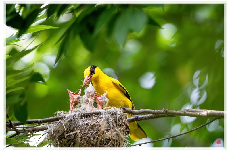 PHOTO BY  | NIKON Z 9  | 2024:06:14 14:38:48  | ISO-1800 | 1/640 sec | f 5.6 | 840 mm | EV=0.3 | ● WIDTH:1500 pixels  HEIGHT:1000 pixels