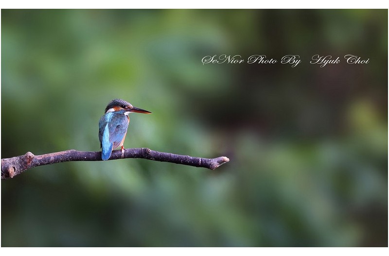 PHOTO BY  | Canon EOS R6  | 2024:06:15 14:51:56  | ISO-2000 | 1/250 sec | f 5.6 | 309 mm | EV=0 | ● WIDTH:1700 pixels  HEIGHT:1050 pixels
