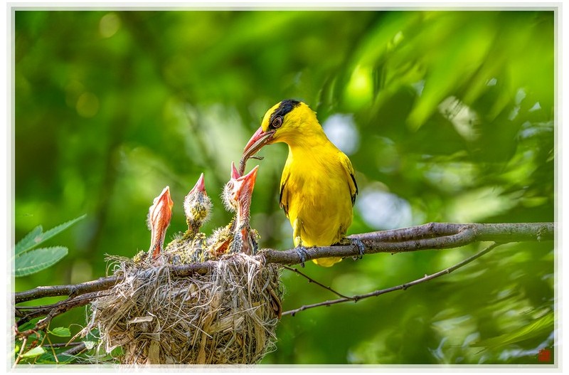 PHOTO BY  | NIKON Z 9  | 2024:06:17 06:59:07  | ISO-2500 | 1/800 sec | f 5.6 | 840 mm | EV=0.3 | ● WIDTH:1500 pixels  HEIGHT:1000 pixels