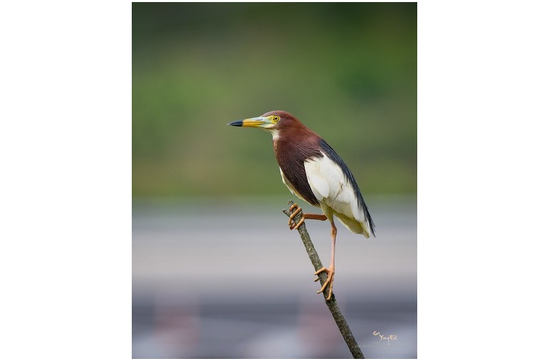PHOTO BY  | NIKON D500  | 2024:06:10 09:31:40  | ISO-1100 | 1/2000 sec | f 5.6 | 500 mm | EV=0 | ● WIDTH:1436 pixels  HEIGHT:1800 pixels