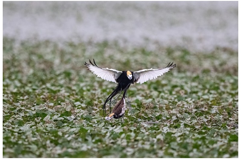 PHOTO BY  | NIKON Z 9  | 2024:06:20 06:17:07  | ISO-10000 | 1/2000 sec | f 7.1 | 1000 mm | EV=0 | ● WIDTH:1800 pixels  HEIGHT:1199 pixels