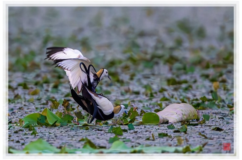 PHOTO BY  | NIKON Z 9  | 2024:06:19 05:15:16  | ISO-10000 | 1/1250 sec | f 5.6 | 840 mm | EV=-0.3 | ● WIDTH:1500 pixels  HEIGHT:999 pixels