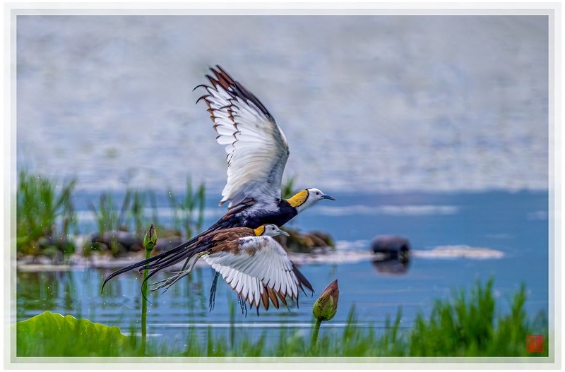PHOTO BY  | NIKON Z 9  | 2024:06:20 06:25:09  | ISO-1100 | 1/1250 sec | f 5.6 | 840 mm | EV=-0.7 | ● WIDTH:1500 pixels  HEIGHT:989 pixels