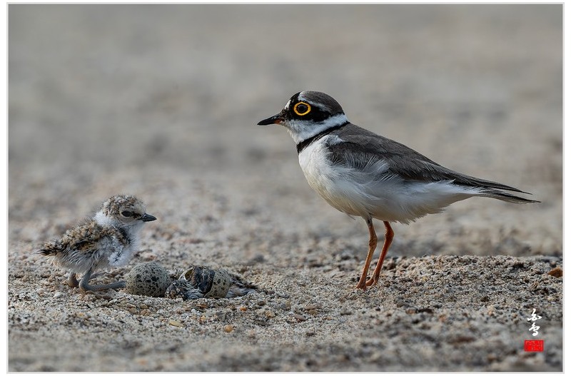 PHOTO BY  | NIKON Z 9  | 2024:06:14 18:25:03  | ISO-1000 | 1/1250 sec | f 9 | 840 mm | EV=-0.3 | ● WIDTH:1700 pixels  HEIGHT:1133 pixels
