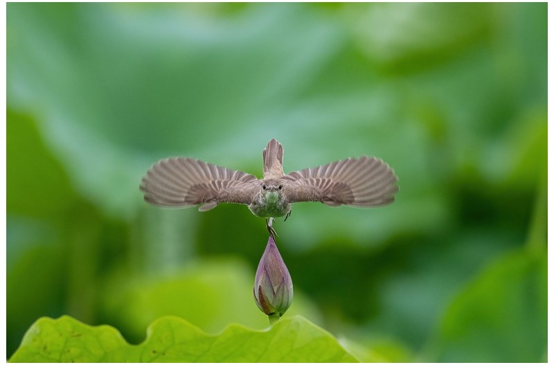 PHOTO BY  | NIKON Z 9  | 2024:06:20 11:32:56  | ISO-1250 | 1/2500 sec | f 5.6 | 800 mm | EV=0 | ● WIDTH:1800 pixels  HEIGHT:1199 pixels