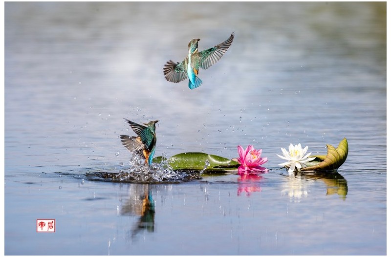 PHOTO BY changickheun  | Canon EOS-1D X Mark III  | 2023:09:09 09:54:44  | ISO-640 | 1/3200 sec | f 6.3 | 600 mm | EV=0 | ● WIDTH:1800 pixels  HEIGHT:1200 pixels