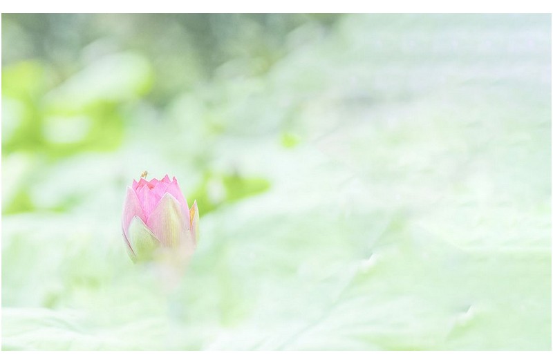 PHOTO BY SEHUI_OK  | NIKON D500  | 2024:06:17 06:43:51  | ISO-640 | 1/250 sec | f 4 | 200 mm | EV=0 | ● WIDTH:1300 pixels  HEIGHT:799 pixels