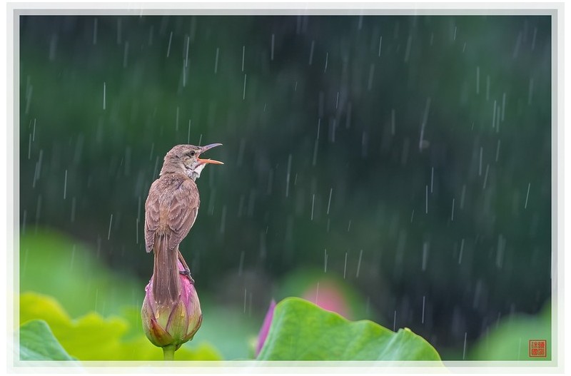 PHOTO BY  | NIKON Z 9  | 2024:06:22 09:27:41  | ISO-250 | 1/200 sec | f 7.1 | 840 mm | EV=-0.7 | ● WIDTH:1500 pixels  HEIGHT:999 pixels