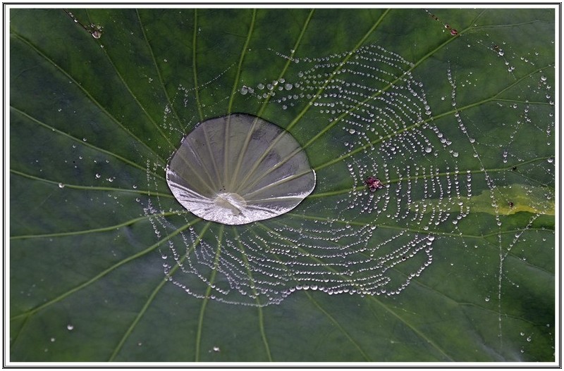 PHOTO BY                                       | NIKON Z 7_2  | 2024:06:23 00:05:58  | ISO-250 | 1/200 sec | f 7.1 | 60 mm | EV=0 | ● WIDTH:5408 pixels  HEIGHT:3600 pixels
