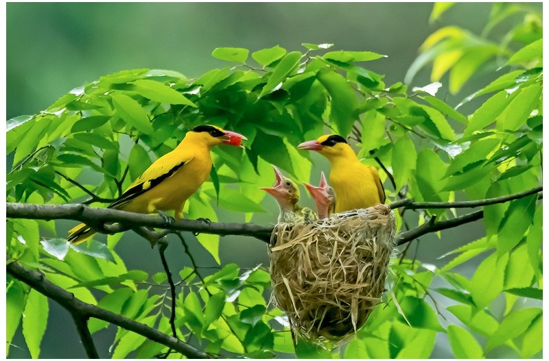 PHOTO BY  | NIKON D500  | 2024:06:23 10:45:02  | ISO-6400 | 1/1600 sec | f 4 | 600 mm | EV=0.3 | ● WIDTH:1200 pixels  HEIGHT:800 pixels