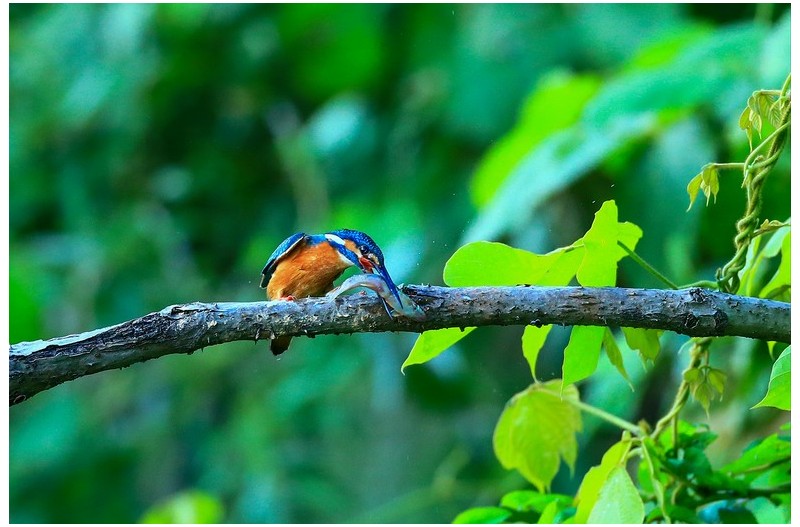 PHOTO BY HNalim  | Canon EOS 7D Mark II  | 2024:06:22 13:42:20  | ISO-125 | 1/500 sec | f 5 | 300 mm | EV=0 | ● WIDTH:1800 pixels  HEIGHT:1200 pixels