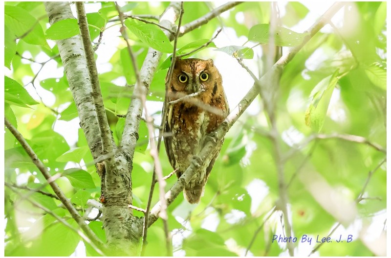 PHOTO BY  | Canon EOS R3  | 2024:06:02 10:15:03  | ISO-3200 | 1/1000 sec | f 5.6 | 840 mm | EV=-0.7 | ● WIDTH:2353 pixels  HEIGHT:1568 pixels