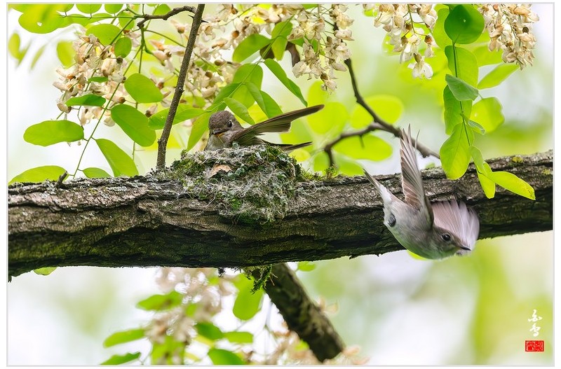 PHOTO BY  | NIKON Z 9  | 2024:05:11 10:53:05  | ISO-2500 | 1/1000 sec | f 5.6 | 840 mm | EV=1.7 | ● WIDTH:1700 pixels  HEIGHT:1133 pixels