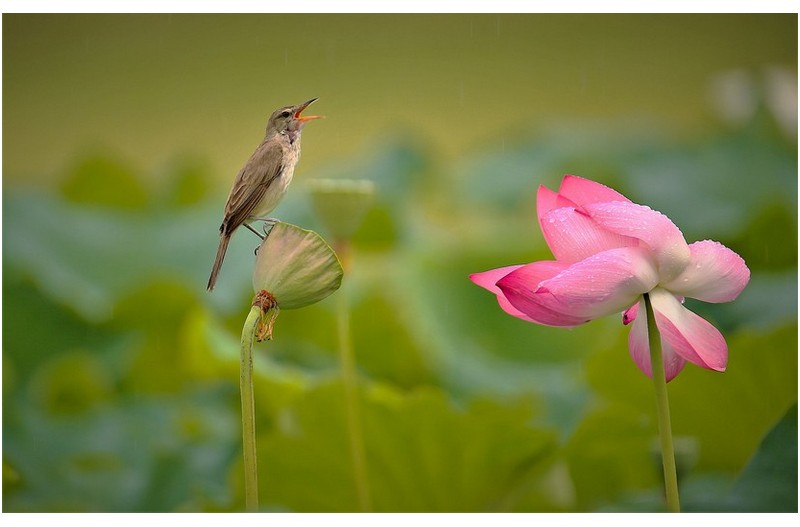 PHOTO BY  | Canon EOS 5D Mark III  | 2023:07:16 15:44:42  | ISO-320 | 1/250 sec | f 6.3 | 600 mm | EV=0 | ● WIDTH:1700 pixels  HEIGHT:1068 pixels