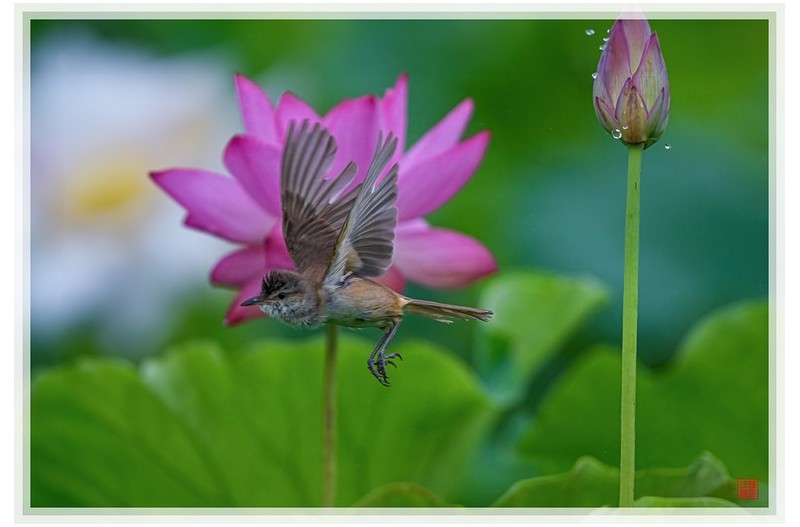 PHOTO BY  | NIKON Z 9  | 2024:06:22 08:55:15  | ISO-1000 | 1/1250 sec | f 5.6 | 840 mm | EV=-0.3 | ● WIDTH:1500 pixels  HEIGHT:1014 pixels