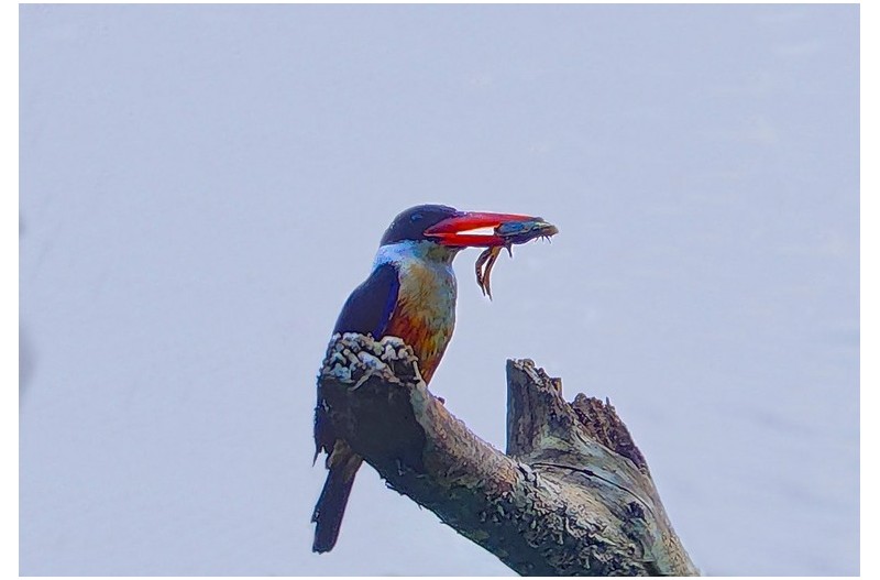PHOTO BY  | SM-S908N  | 2024:06:25 11:23:43  | ISO-160 | 1/60 sec | f 2.2 | 2.2 mm | EV=0 | ● WIDTH:1500 pixels  HEIGHT:1022 pixels