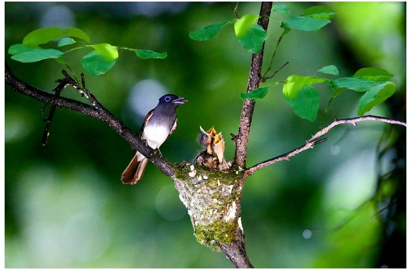 PHOTO BY HNalim  | Canon EOS 7D Mark II  | 2024:06:22 13:42:42  | ISO-160 | 1/500 sec | f 5.6 | 371 mm | EV=0 | ● WIDTH:1800 pixels  HEIGHT:1200 pixels