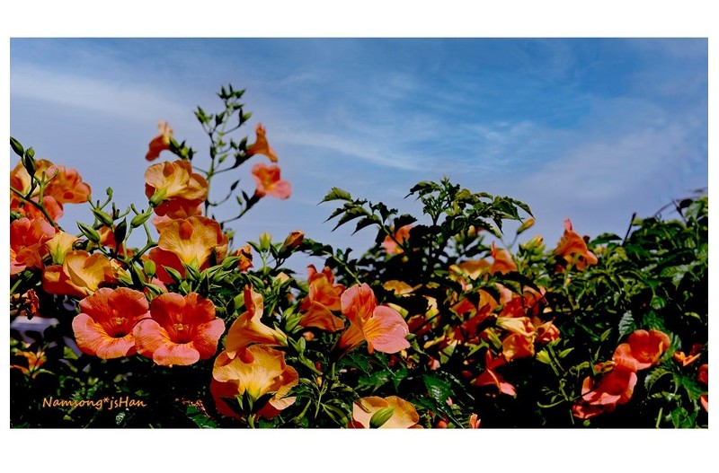 PHOTO BY HAN_JONGSOO  | NIKON Z fc  | 2024:06:21 15:41:08  | ISO-100 | 1/800 sec | f 8 | 50 mm | EV=-1.3 | ● WIDTH:1800 pixels  HEIGHT:1011 pixels