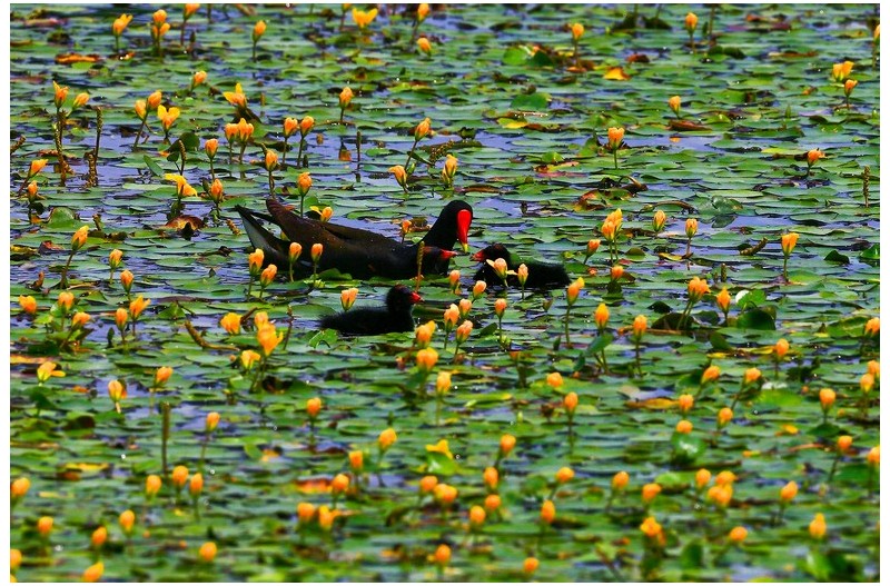 PHOTO BY HNalim  | Canon EOS 7D Mark II  | 2024:06:22 13:44:03  | ISO-100 | 1/500 sec | f 4.5 | 124 mm | EV=0 | ● WIDTH:1800 pixels  HEIGHT:1200 pixels