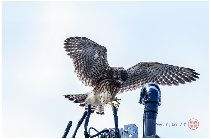 PHOTO BY  | Canon EOS R3  | 2024:06:04 10:11:23  | ISO-800 | 1/2500 sec | f 5.6 | 840 mm | EV=-0.7 | ● WIDTH:3363 pixels  HEIGHT:2241 pixels