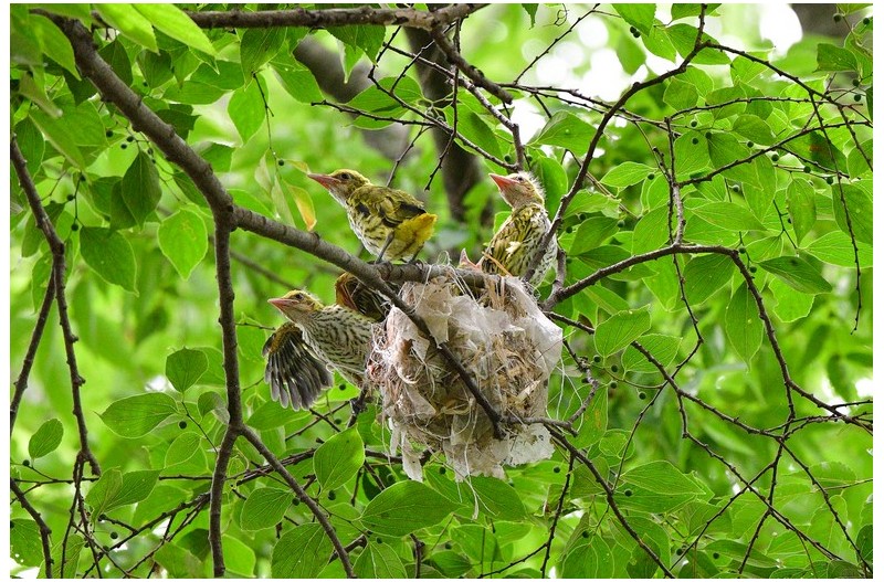 PHOTO BY  | NIKON D500  | 2024:06:25 13:02:16  | ISO-3200 | 1/800 sec | f 5.6 | 500 mm | EV=0.3 | ● WIDTH:  HEIGHT:
