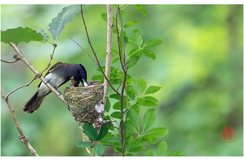 PHOTO BY KKY_CWANG_YEOL  | NIKON Z 8  | 2024:06:25 13:51:50  | ISO-4000 | 1/160 sec | f 6.3 | 600 mm | EV=0.7 | ● WIDTH:1700 pixels  HEIGHT:1063 pixels
