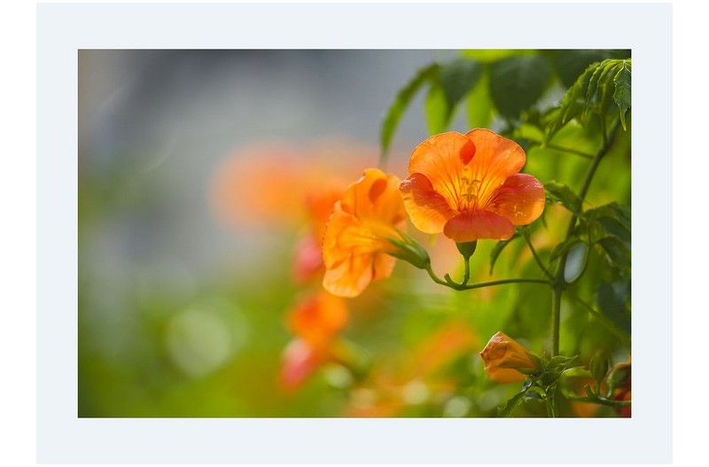 PHOTO BY SEHUI_OK  | NIKON D500  | 2024:06:26 15:41:31  | ISO-160 | 1/640 sec | f 2.8 | 200 mm | EV=0.3 | ● WIDTH:1300 pixels  HEIGHT:943 pixels