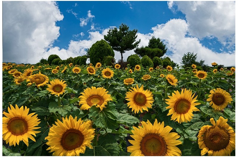 PHOTO BY  | NIKON Z 6_2  | 2024:06:25 14:22:14  | ISO-250 | 1/500 sec | f 11 | 19 mm | EV=-0.3 | ● WIDTH:1500 pixels  HEIGHT:998 pixels