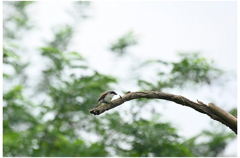 PHOTO BY  | NIKON Z 7  | 2024:06:27 15:23:19  | ISO-2000 | 1/1250 sec | f 7.1 | 480 mm | EV=0 | ● WIDTH:1500 pixels  HEIGHT:1000 pixels