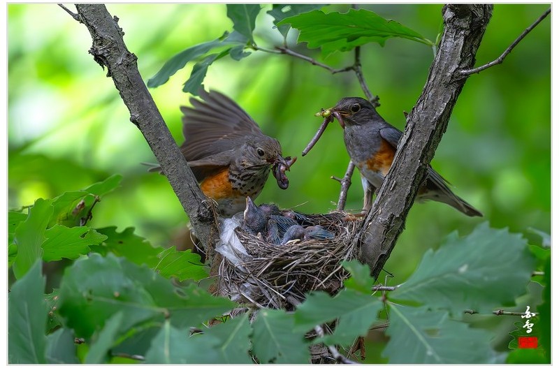 PHOTO BY  | NIKON Z 9  | 2024:06:27 13:45:48  | ISO-5000 | 1/1600 sec | f 4 | 600 mm | EV=-0.3 | ● WIDTH:1700 pixels  HEIGHT:1133 pixels