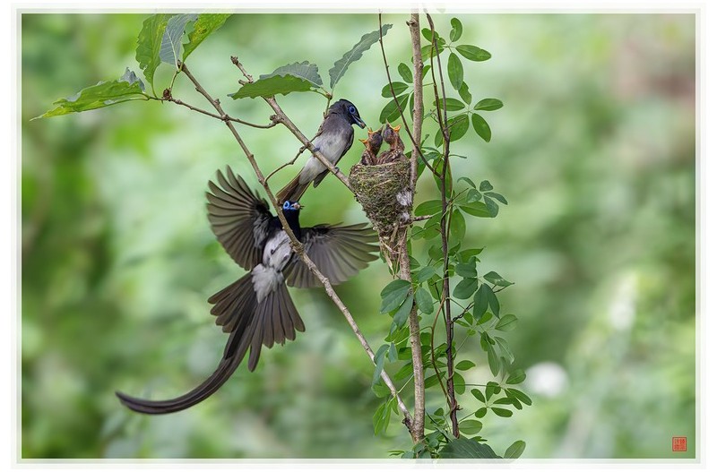 PHOTO BY  | NIKON Z 9  | 2024:06:27 13:19:36  | ISO-14400 | 1/1000 sec | f 5.6 | 600 mm | EV=0.7 | ● WIDTH:1500 pixels  HEIGHT:1007 pixels