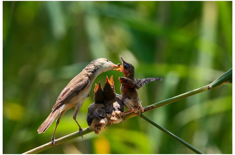 PHOTO BY HNalim  | Canon EOS 7D Mark II  | 2024:06:22 13:44:16  | ISO-100 | 1/640 sec | f 4.5 | 100 mm | EV=0 | ● WIDTH:1800 pixels  HEIGHT:1200 pixels
