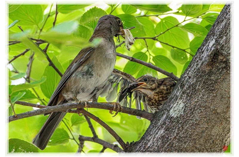 PHOTO BY  | NIKON Z 9  | 2024:06:26 11:06:40  | ISO-20000 | 1/800 sec | f 6.3 | 600 mm | EV=1.3 | ● WIDTH:1500 pixels  HEIGHT:1020 pixels