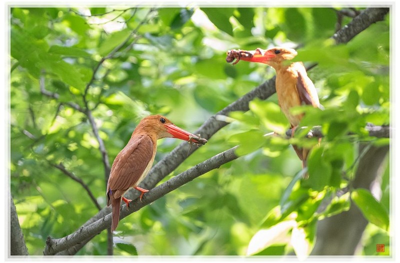 PHOTO BY  | NIKON Z 9  | 2024:06:26 09:42:23  | ISO-25600 | 1/1250 sec | f 6.3 | 840 mm | EV=1.7 | ● WIDTH:1500 pixels  HEIGHT:1000 pixels