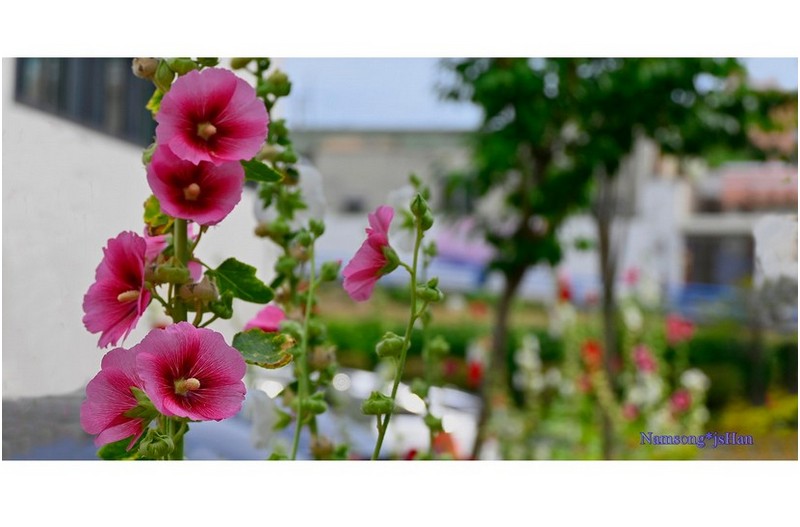 PHOTO BY HAN_JONGSOO  | NIKON Z fc  | 2024:06:21 14:56:32  | ISO-100 | 1/500 sec | f 5.6 | 59 mm | EV=-1.3 | ● WIDTH:1600 pixels  HEIGHT:812 pixels