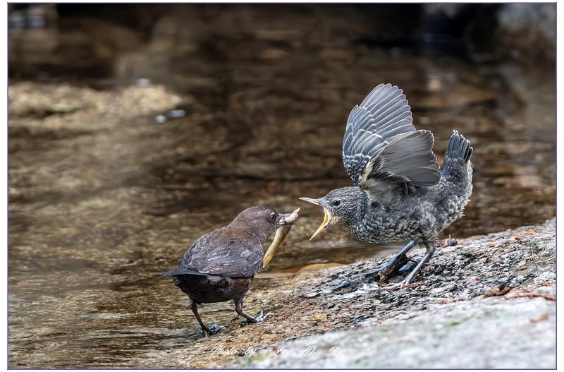 PHOTO BY  | NIKON D500  | 2024:06:15 10:12:27  | ISO-3600 | 1/640 sec | f 8 | 500 mm | EV=-0.3 | ● WIDTH:1800 pixels  HEIGHT:1200 pixels