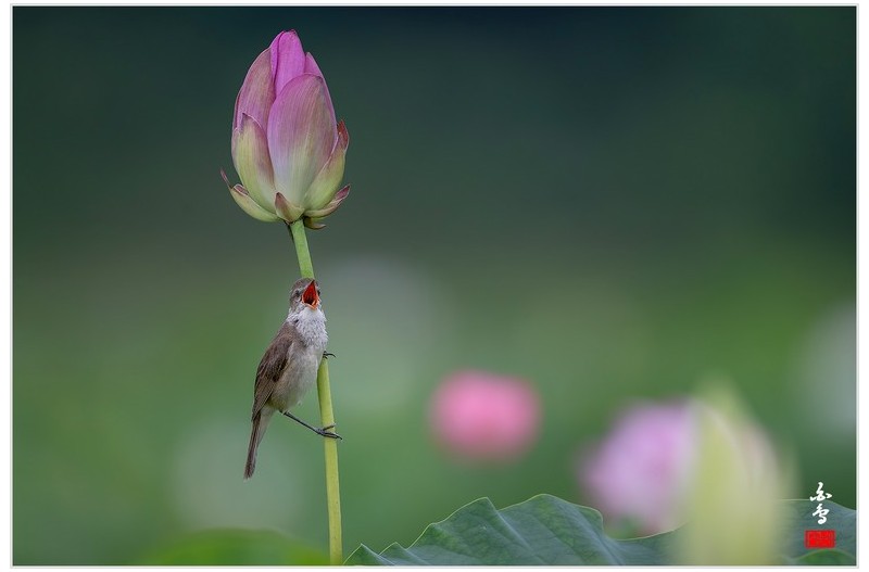PHOTO BY  | NIKON Z 9  | 2024:06:29 12:41:07  | ISO-640 | 1/1250 sec | f 6.3 | 840 mm | EV=-0.7 | ● WIDTH:1700 pixels  HEIGHT:1133 pixels