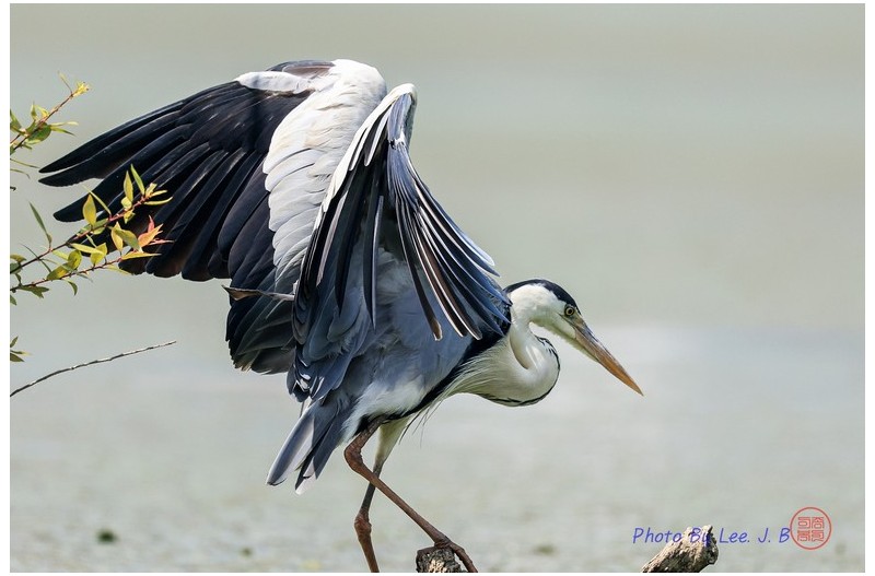 PHOTO BY  | Canon EOS R3  | 2024:06:10 10:26:47  | ISO-1000 | 1/4000 sec | f 5.6 | 840 mm | EV=0 | ● WIDTH:2796 pixels  HEIGHT:1863 pixels