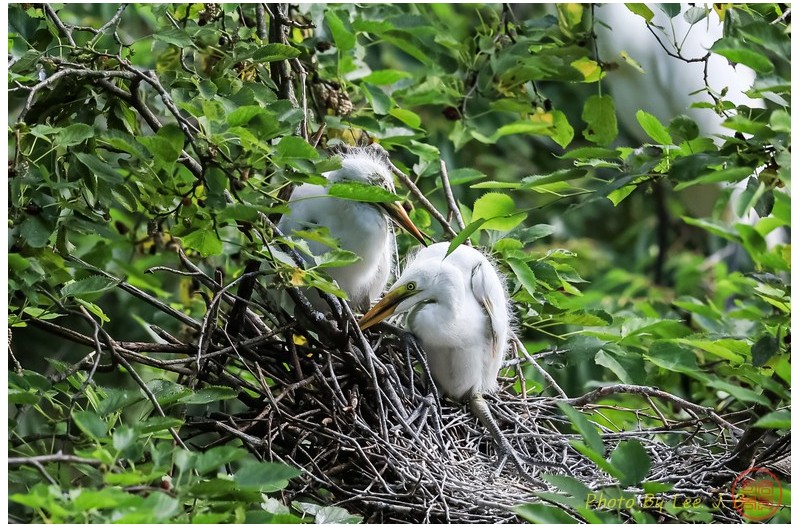 PHOTO BY  | Canon EOS R3  | 2024:06:16 08:52:40  | ISO-800 | 1/2500 sec | f 5.6 | 600 mm | EV=0 | ● WIDTH:2055 pixels  HEIGHT:1368 pixels