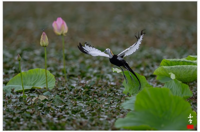 PHOTO BY  | NIKON Z 9  | 2024:06:29 09:19:45  | ISO-1600 | 1/6400 sec | f 5.6 | 840 mm | EV=-1 | ● WIDTH:1700 pixels  HEIGHT:1132 pixels