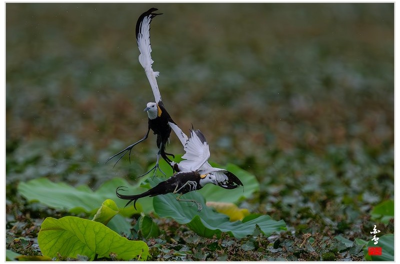 PHOTO BY  | NIKON Z 9  | 2024:06:29 10:41:44  | ISO-1000 | 1/6400 sec | f 5.6 | 840 mm | EV=-1 | ● WIDTH:1700 pixels  HEIGHT:1132 pixels
