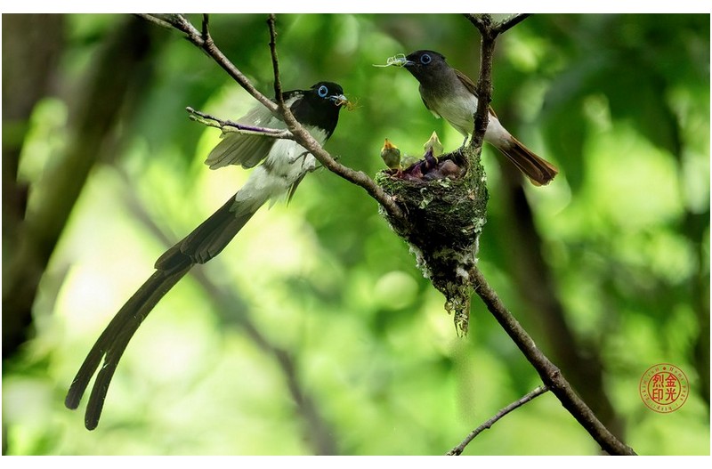 PHOTO BY KKY_CWANG_YEOL  | NIKON Z 8  | 2024:07:03 14:07:51  | ISO-5000 | 1/800 sec | f 6.3 | 600 mm | EV=0.7 | ● WIDTH:1700 pixels  HEIGHT:1062 pixels