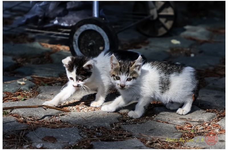 PHOTO BY  | Canon EOS R3  | 2024:06:17 09:21:55  | ISO-400 | 1/2000 sec | f 4 | 105 mm | EV=-0.7 | ● WIDTH:2439 pixels  HEIGHT:1625 pixels