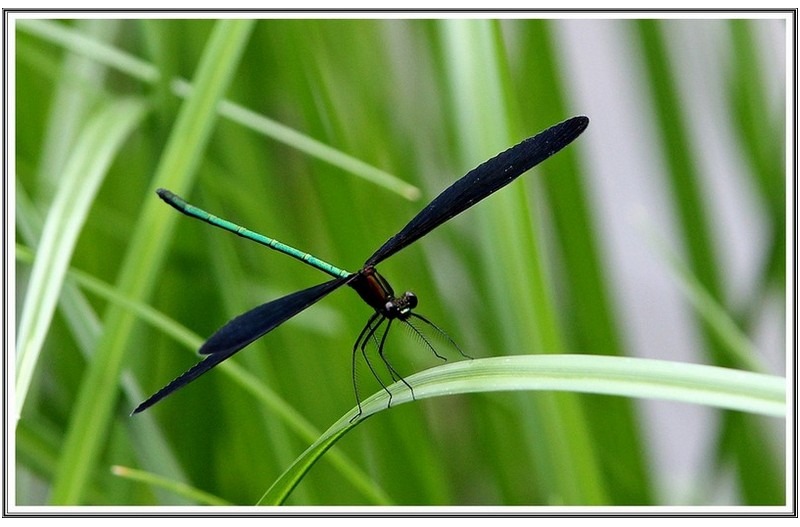 PHOTO BY      | Canon EOS 60D  | 2024:07:03 10:01:34  | ISO-500 | 1/640 sec | f 4.5 | 180 mm | EV=0.3 | ● WIDTH:5184 pixels  HEIGHT:3456 pixels