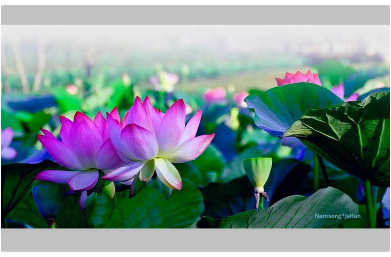 PHOTO BY HAN_JONGSOO  | NIKON Z fc  | 2024:06:28 06:22:48  | ISO-200 | 1/800 sec | f 5.3 | 76 mm | EV=0 | ● WIDTH:1800 pixels  HEIGHT:946 pixels