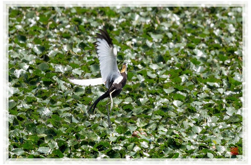 PHOTO BY  | NIKON Z 9  | 2024:07:04 13:06:42  | ISO-1600 | 1/1250 sec | f 14 | 840 mm | EV=-0.3 | ● WIDTH:1500 pixels  HEIGHT:999 pixels