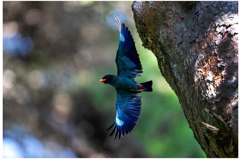 PHOTO BY changickheun  | Canon EOS-1D X Mark III  | 2024:07:04 11:18:01  | ISO-3200 | 1/1600 sec | f 4 | 600 mm | EV=0 | ● WIDTH:1800 pixels  HEIGHT:1200 pixels