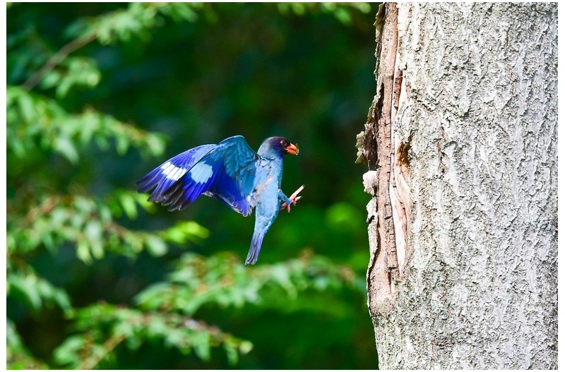PHOTO BY  | NIKON D500  | 2024:06:26 17:13:57  | ISO-720 | 1/1600 sec | f 5.6 | 500 mm | EV=0.3 | ● WIDTH:  HEIGHT: