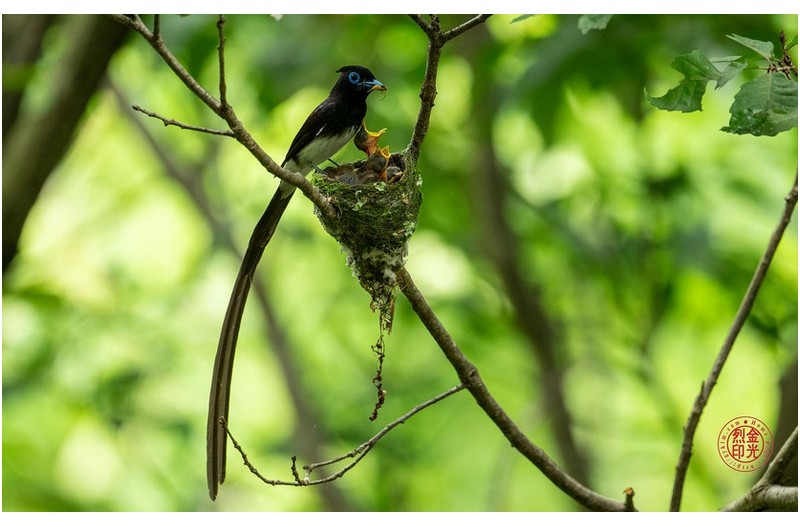 PHOTO BY KKY_CWANG_YEOL  | NIKON Z 8  | 2024:07:03 12:35:35  | ISO-2500 | 1/250 sec | f 6.3 | 600 mm | EV=1 | ● WIDTH:1700 pixels  HEIGHT:1063 pixels